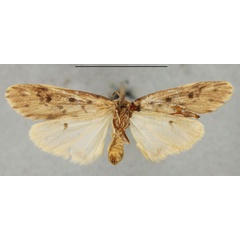 /filer/webapps/moths/media/images/P/punctata_Philenora_HT_NHMUKb.jpg