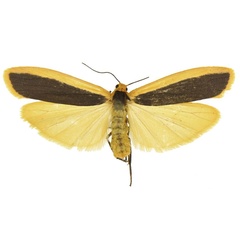 /filer/webapps/moths/media/images/A/anomoia_Oedipygilema_PTF_ANHRT.jpg