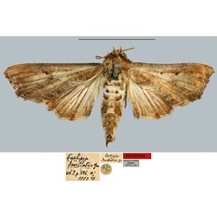 /filer/webapps/moths/media/images/F/favillatrix_Eurhipia_HT_MNHN.jpg