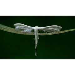 /filer/webapps/moths/media/images/A/albidus_Pterophorus_A_King.jpg