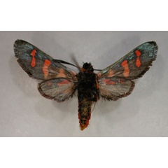 /filer/webapps/moths/media/images/M/meyeri_Arniocera_A_RMCA_02.jpg