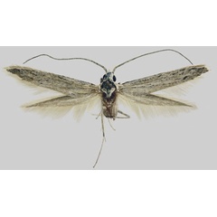 /filer/webapps/moths/media/images/E/exotica_Coleophora_HT_MfN.jpg