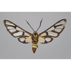 /filer/webapps/moths/media/images/C/chloroscia_Amata_HT_BMNH.jpg