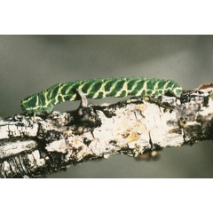 /filer/webapps/moths/media/images/I/ilma_Zamarada_C_Roland_01.jpg
