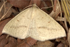 Palaeaspilates inoffensa