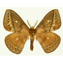 /filer/webapps/moths/media/images/A/ankaratra_Maltagorea_AM_Basquin_02.jpg