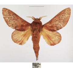 /filer/webapps/moths/media/images/P/pallens_Pallastica_AM_TMSA_03.jpg
