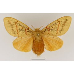 /filer/webapps/moths/media/images/I/imparilis_Chrysopsyche_AF_Basquin_02.jpg