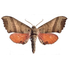 /filer/webapps/moths/media/images/P/philippei_Rufoclanis_HT_EMEMa.jpg