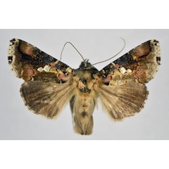 /filer/webapps/moths/media/images/M/mapongua_Ctenoplusia_AM_NHMO.jpg
