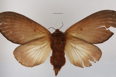 Grellada enigmatica