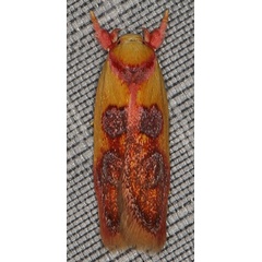 /filer/webapps/moths/media/images/T/tricyla_Diocosma_A_Heynsc.jpg