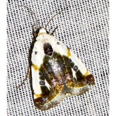 /filer/webapps/moths/media/images/N/natalis_natalis_Emmelia_A_Braun_04.jpg