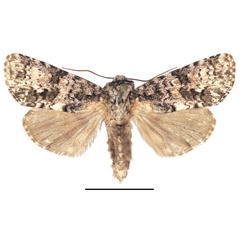/filer/webapps/moths/media/images/P/politzari_Corniculonycta_PTM_ZSM_01.jpg
