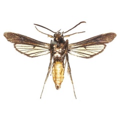 /filer/webapps/moths/media/images/M/murzini_Proaegeria_HT_COGMb.jpg