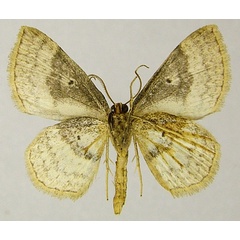 /filer/webapps/moths/media/images/F/fernandi_Asthenotricha_AM_ZSMb.jpg