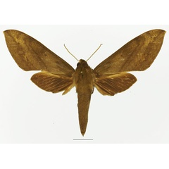 /filer/webapps/moths/media/images/J/jugurtha_Theretra_AF_Basquina.jpg