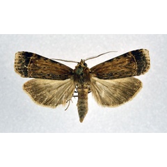 /filer/webapps/moths/media/images/A/africana_Pseudoscrancia_A_NHMO.jpg