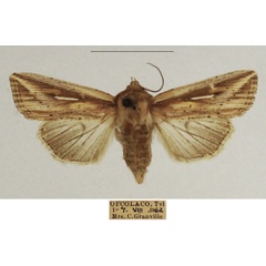 /filer/webapps/moths/media/images/P/pyrostrota_Mythimna_AF_TMSA_01.jpg
