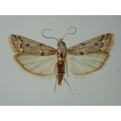 /filer/webapps/moths/media/images/M/mimeugraphella_Ancylosis_AM_ZMHB.jpg