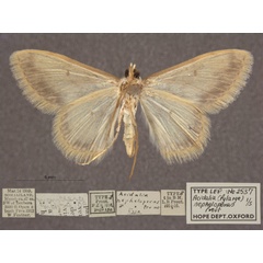 /filer/webapps/moths/media/images/N/nepheloperas_Scopula_PTM_OUMNHb_01.jpg