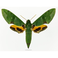 /filer/webapps/moths/media/images/L/lacordairei_Euchloron_AF_Basquina.jpg