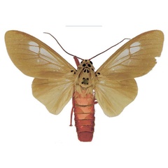 /filer/webapps/moths/media/images/L/leucoptera_Amerila_AM_ANHRT.jpg