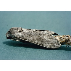 /filer/webapps/moths/media/images/C/convolvuli_Agrius_F_Roland_01.jpg