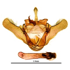 /filer/webapps/moths/media/images/H/hampsoni_Mittonia_GM_ANHRTa.JPG