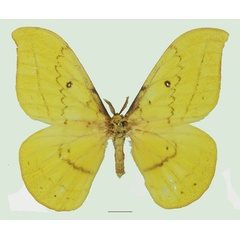 /filer/webapps/moths/media/images/R/rougeoti_Tagoropsis_AM_Basquina.jpg