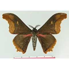 /filer/webapps/moths/media/images/E/elisabethae_Micragone_AM_Basquin.jpg