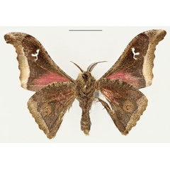 /filer/webapps/moths/media/images/R/riekerti_Ludia_HT_RBINS_02.jpg