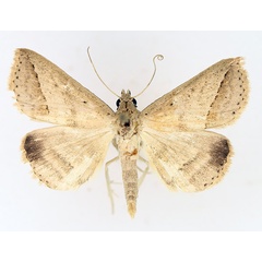 /filer/webapps/moths/media/images/S/stictigramma_Gesonia_AM_TMSA_02.jpg