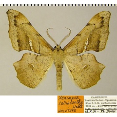 /filer/webapps/moths/media/images/T/tetracantha_Xenimpia_HT_ZSMa.jpg