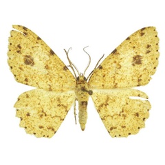 /filer/webapps/moths/media/images/A/aristophanousi_Afroracotis_PTF_ZSM.jpg