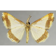 /filer/webapps/moths/media/images/B/batesii_Ligdia_AM_ZSMb.jpg