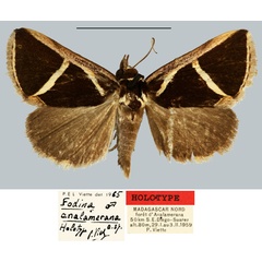 /filer/webapps/moths/media/images/A/analamerana_Fodina_HT_MNHN.jpg