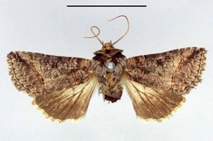 /filer/webapps/moths/media/images/B/bicyclata_Abrostola_HT_ZMHB.jpg