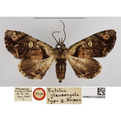 /filer/webapps/moths/media/images/G/glaucocycla_Eutelia_HT_NHMUK.jpg