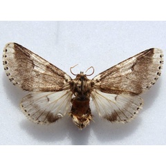 /filer/webapps/moths/media/images/R/remota_Sciatta_A_Goff_02.jpg