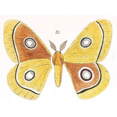 /filer/webapps/moths/media/images/D/dido_Euchroa_HT_Maassen_72.jpg