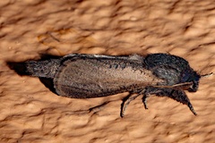 Phragmataecia irrorata