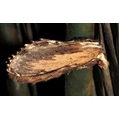 /filer/webapps/moths/media/images/T/truncatum_Braura_A_Braun_05_PVKUc2i.jpg