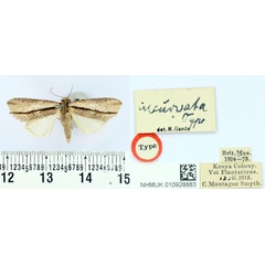 /filer/webapps/moths/media/images/I/incurvata_Crionica_HT_BMNH.jpg