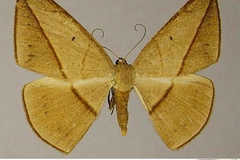 Brachytrita cervinaria amara