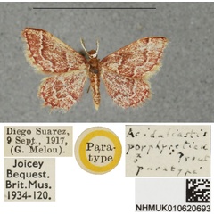 /filer/webapps/moths/media/images/P/porphyretica_Acidaliastis_PTM_BMNH.jpg