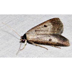 /filer/webapps/moths/media/images/H/homogyna_Tathorhynchus_A_Braun_14.jpg