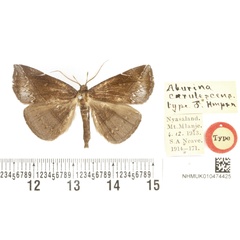 /filer/webapps/moths/media/images/C/coerulescens_Aburina_HT_BMNH.jpg