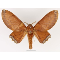 /filer/webapps/moths/media/images/C/cruenta_Morongea_AF_Basquin_02.jpg