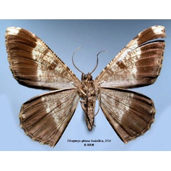 /filer/webapps/moths/media/images/A/africana_Boarmia_HT_SNHM_02.jpg